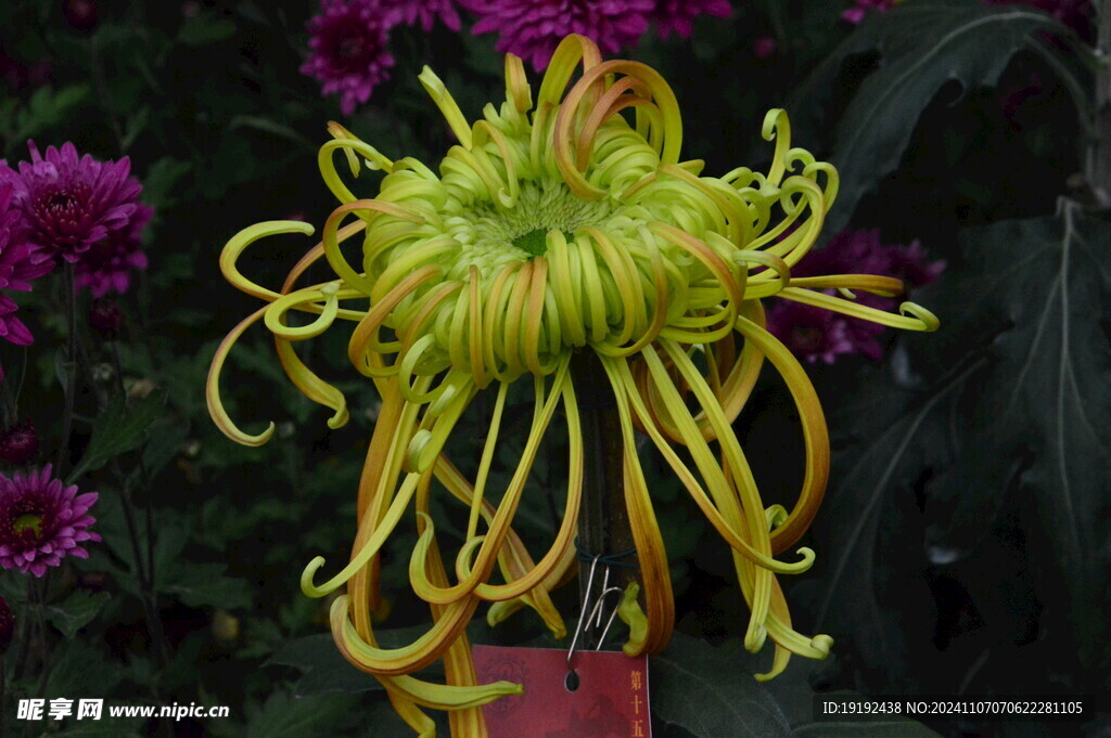 菊花  