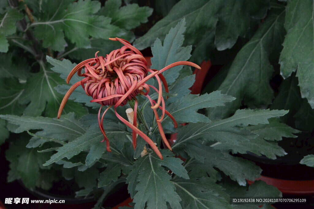 菊花  