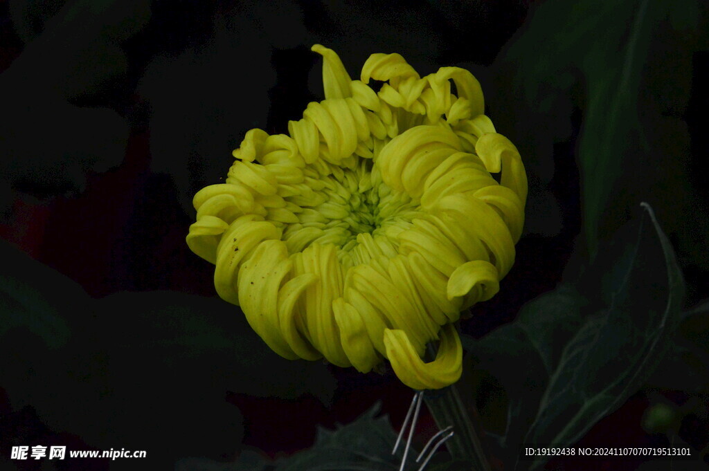 菊花  