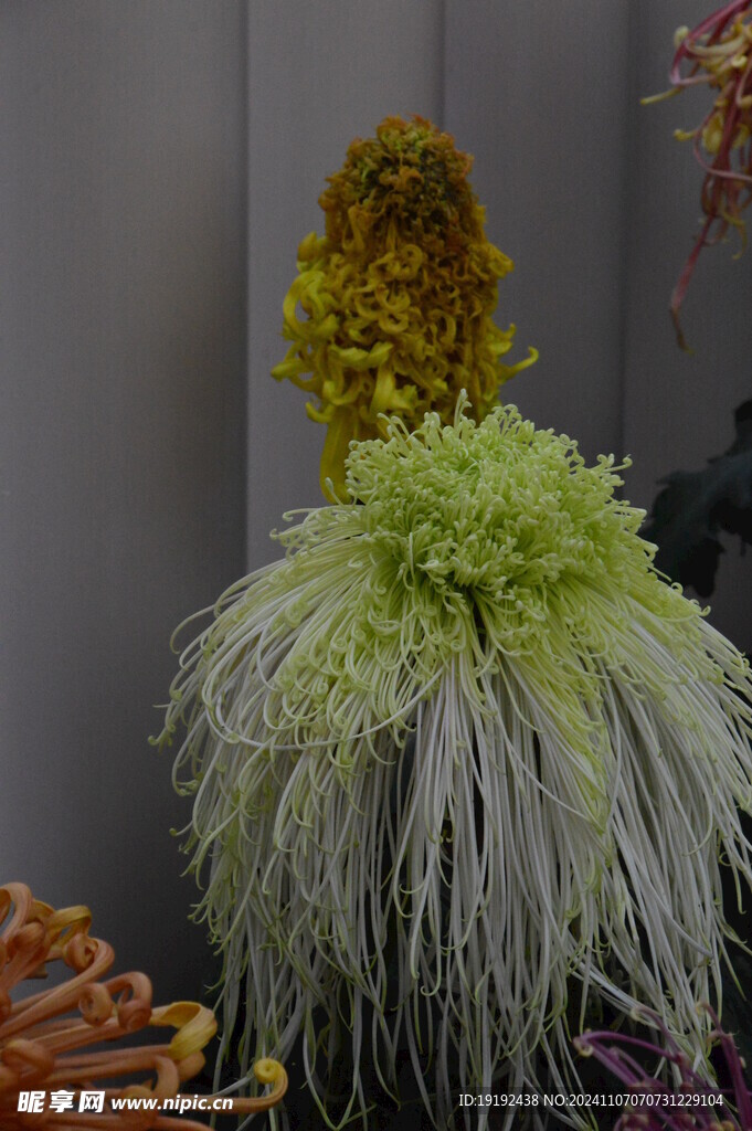 菊花  