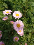 菊