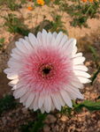 菊