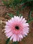 菊