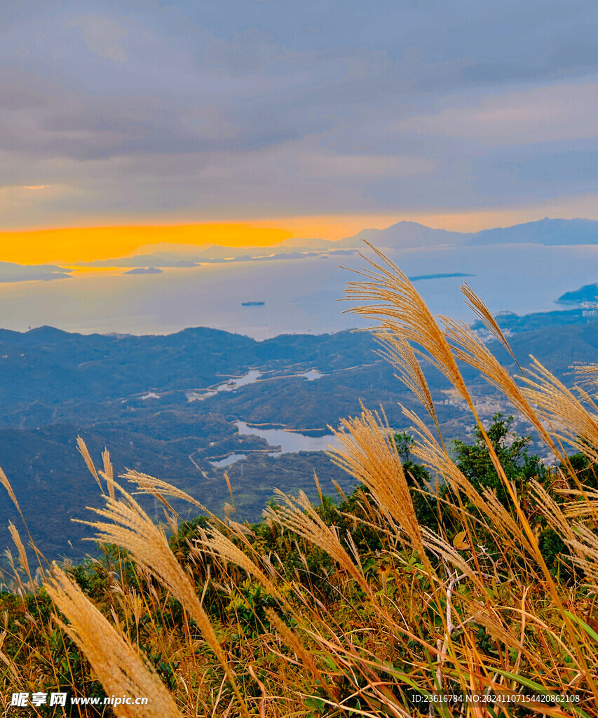 夕阳芦花