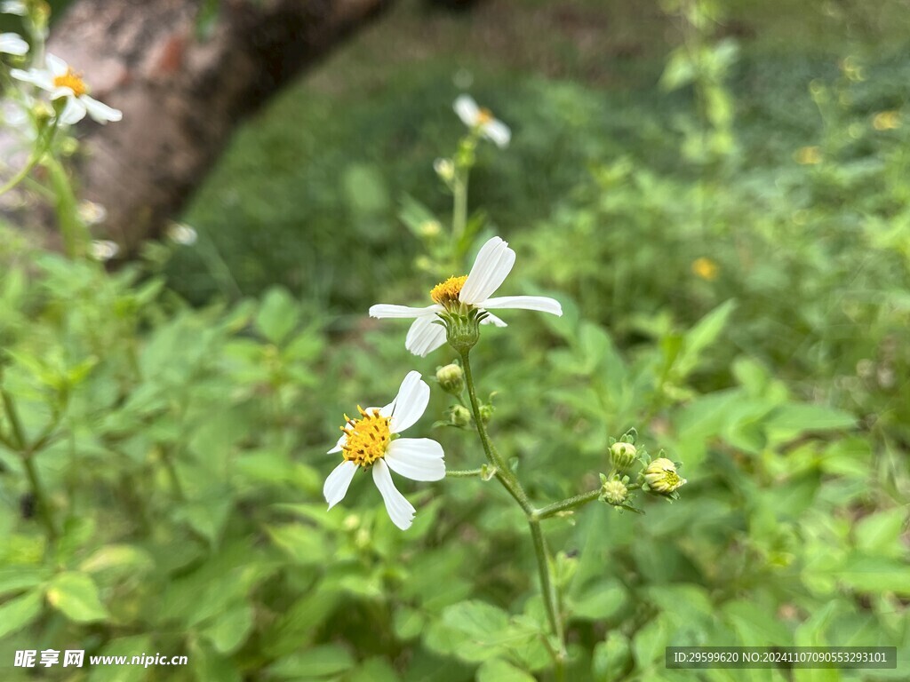 鬼针草 