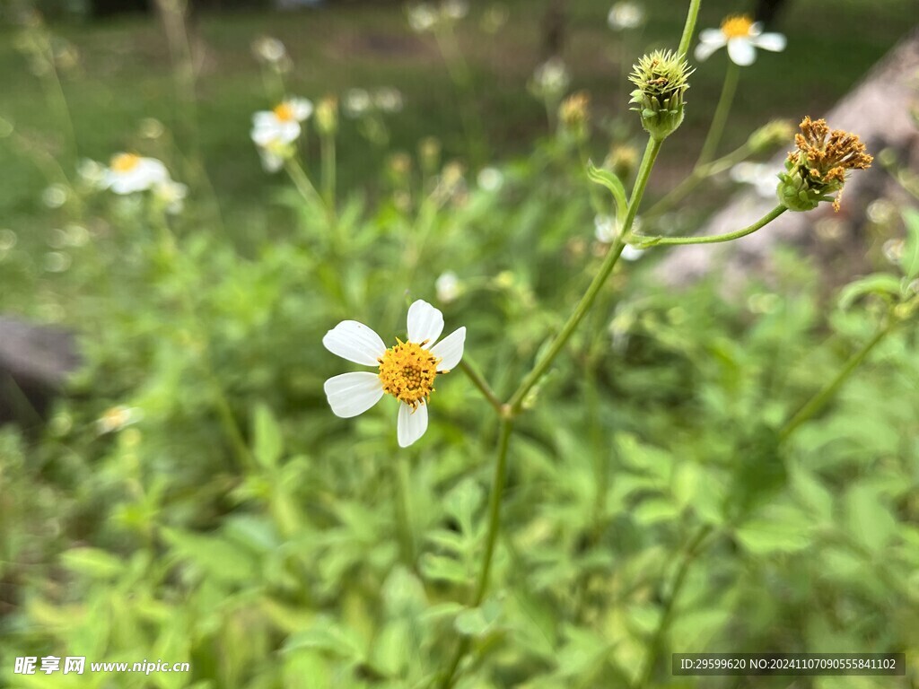 鬼针草 