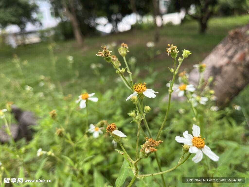 鬼针草 