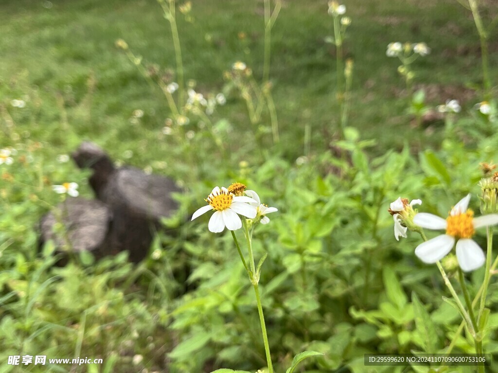 鬼针草 