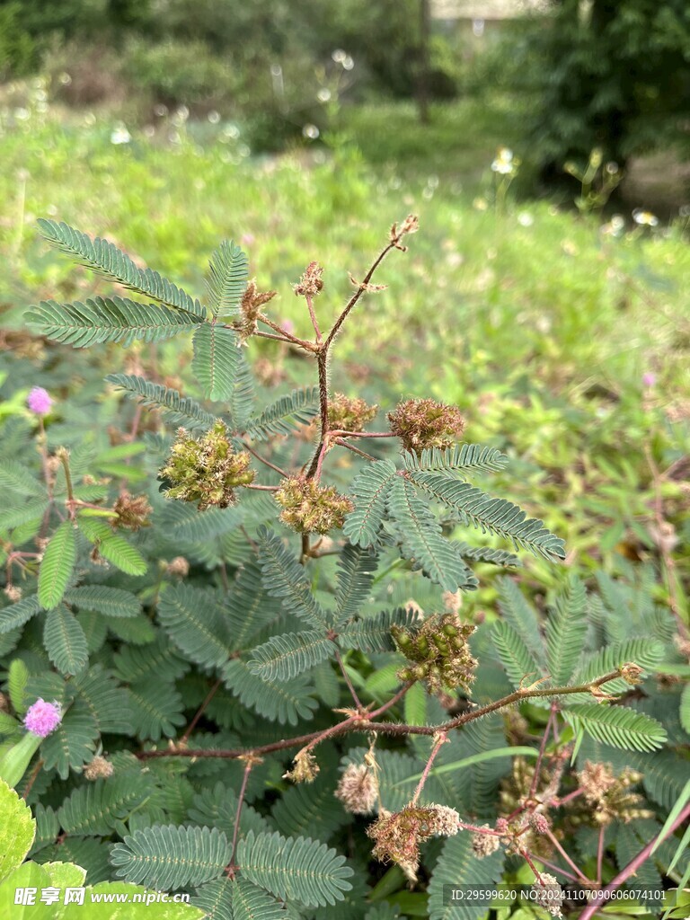 含羞草 