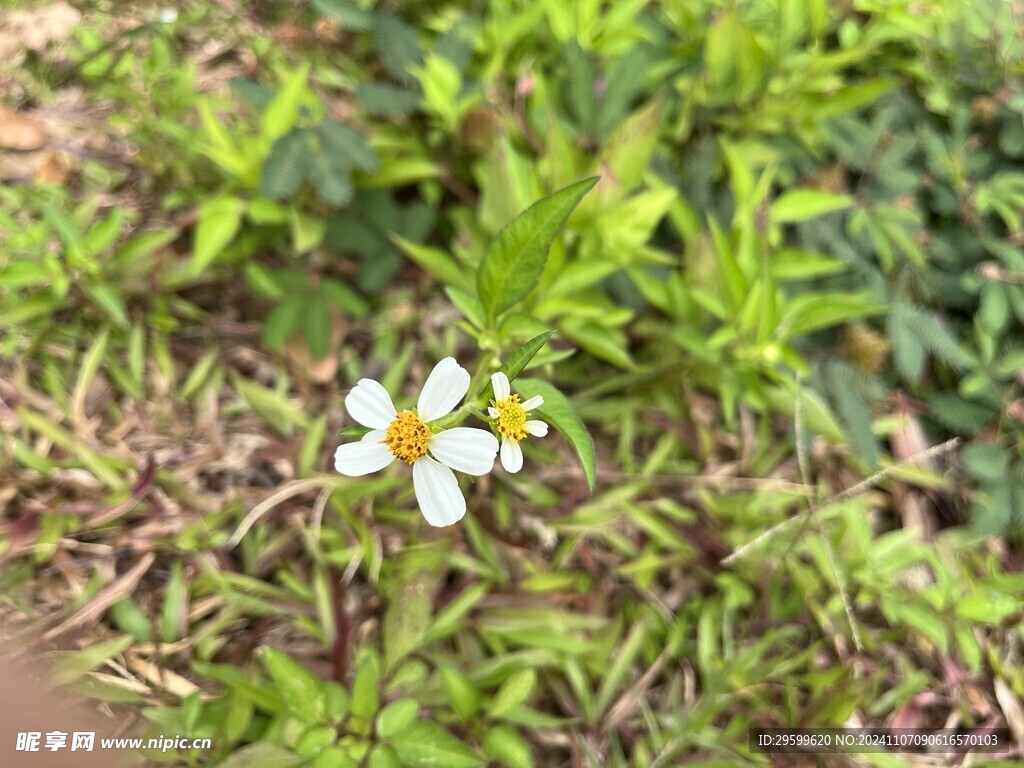 鬼针草  