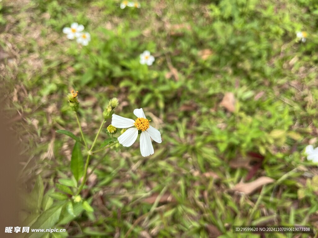 鬼针草 