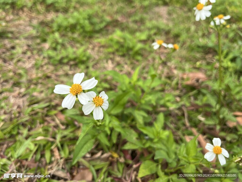 鬼针草  