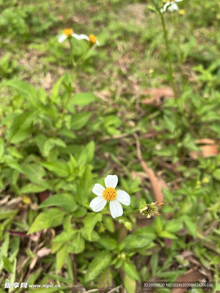 鬼针草 