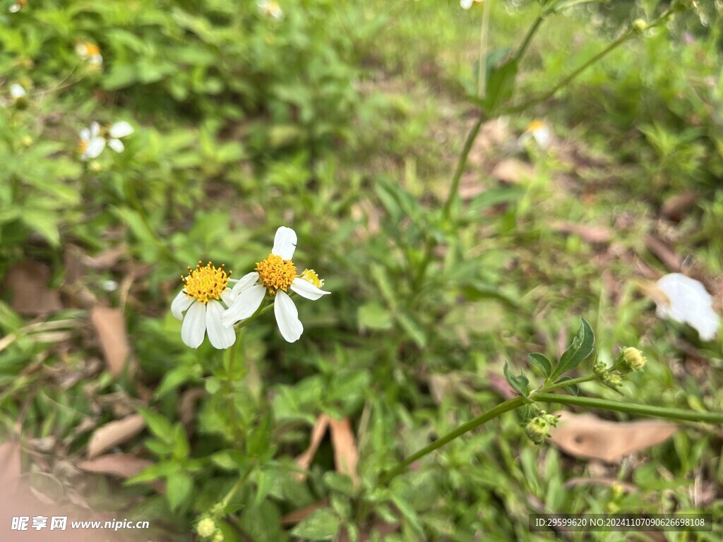 鬼针草  