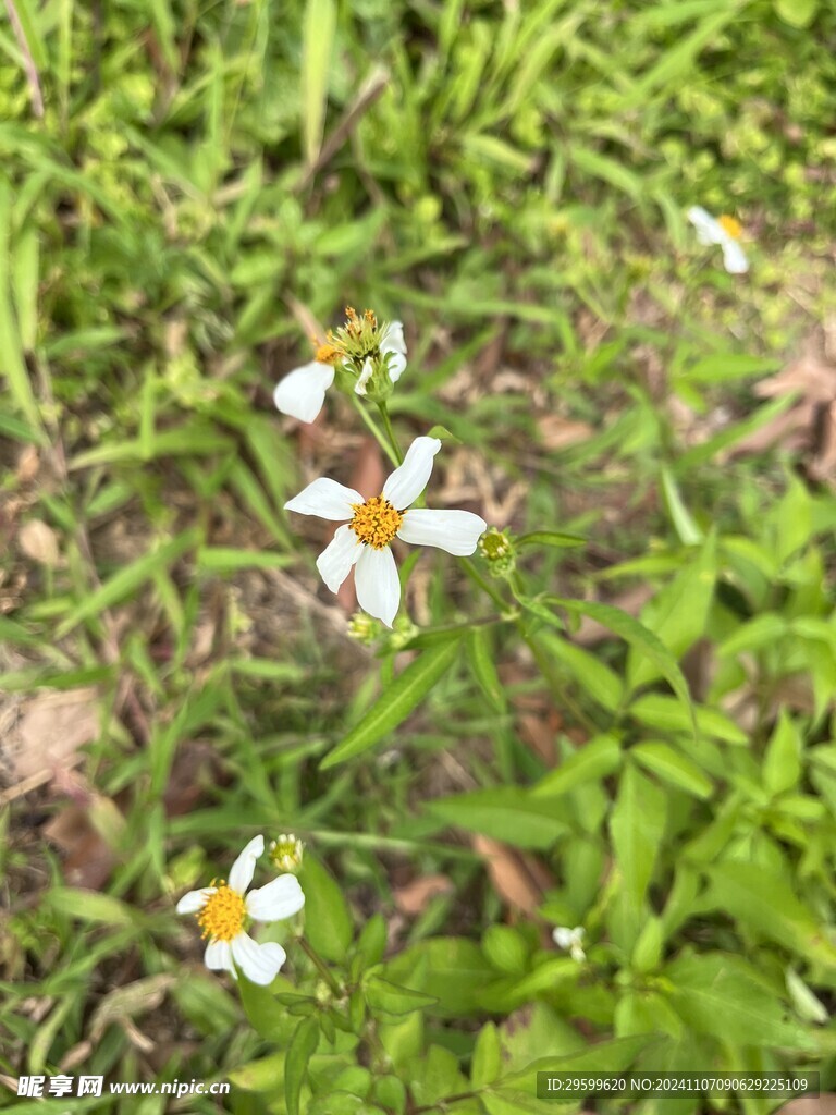 鬼针草  