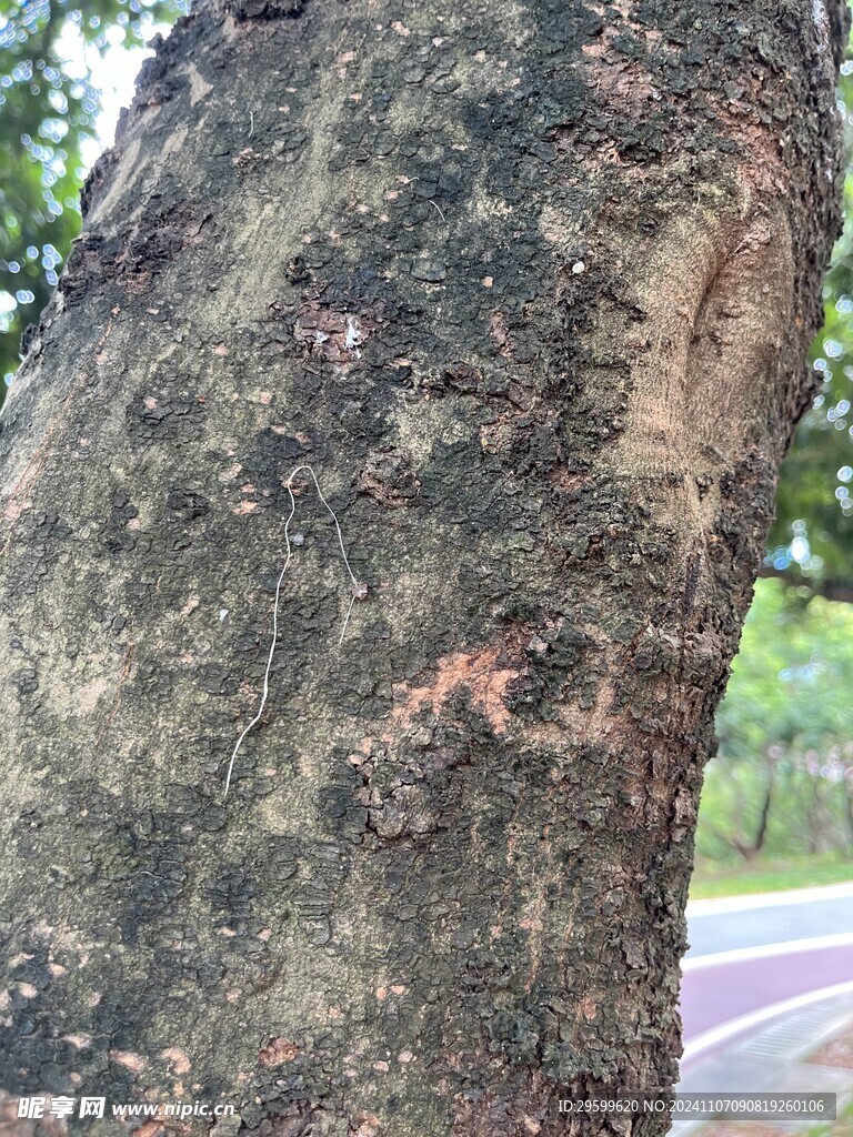 树干  
