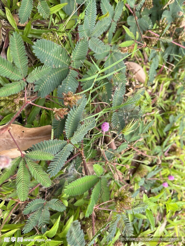 含羞草 