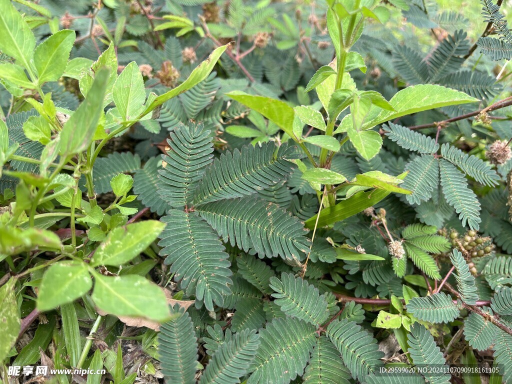 含羞草  