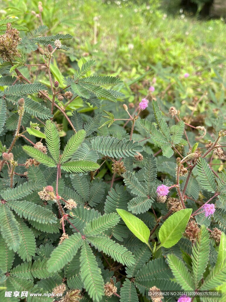 含羞草 