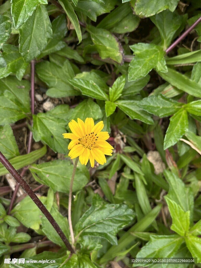 蟛蜞菊  