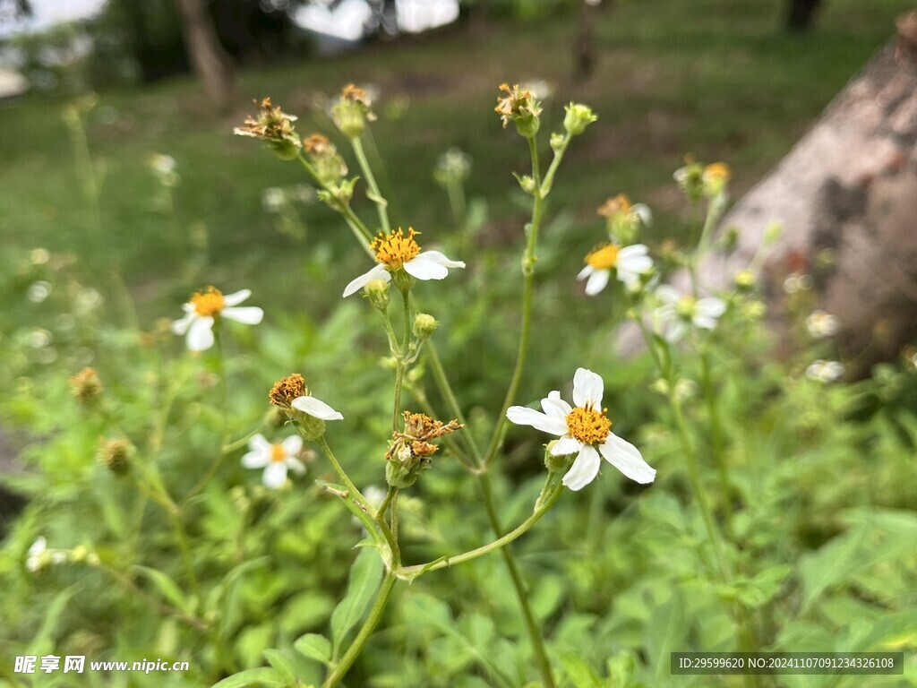 鬼针草 