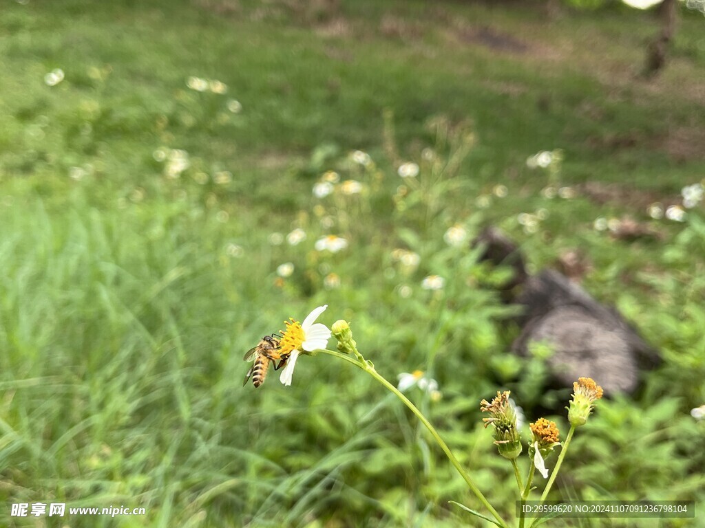 鬼针草  