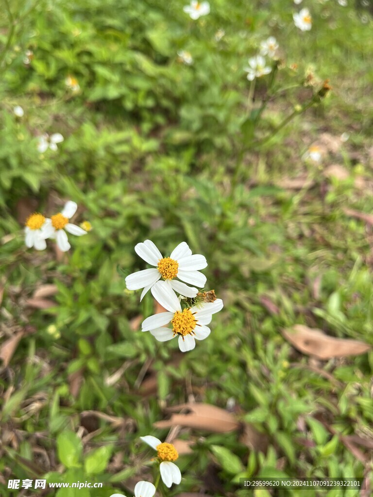 鬼针草 