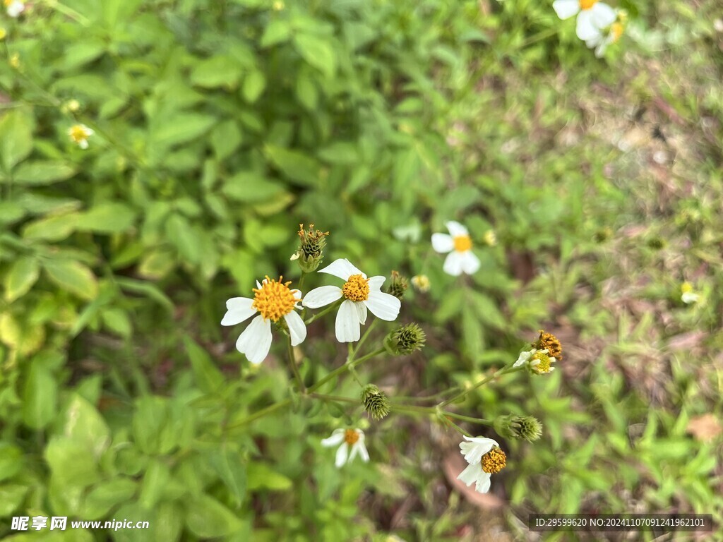 鬼针草  