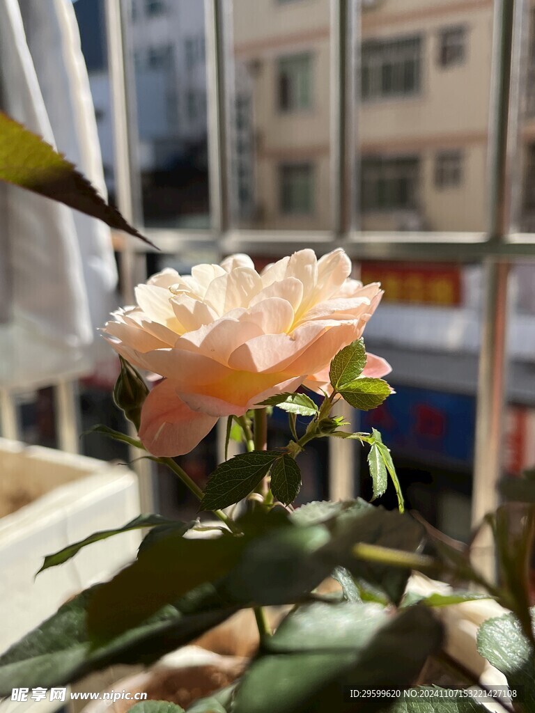 玫瑰花 