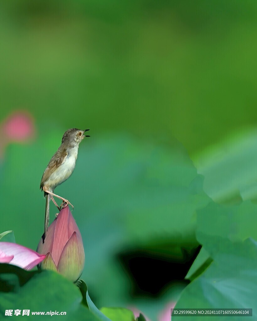 荷花上的麻雀 