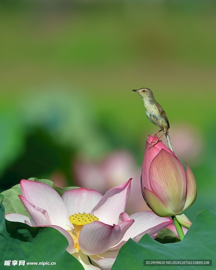 荷花上的麻雀 