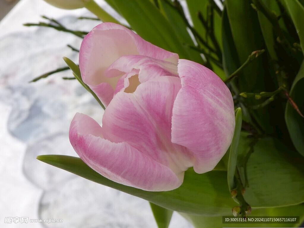 郁金香