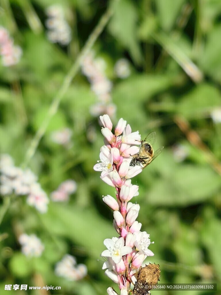 蜜蜂采蜜