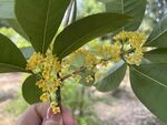 桂花