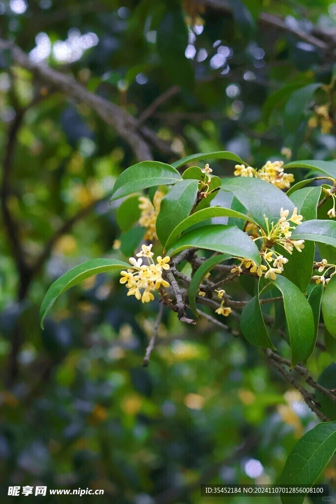 桂花