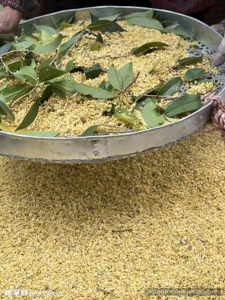 桂花