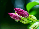 雨后的凌霄花花蕾