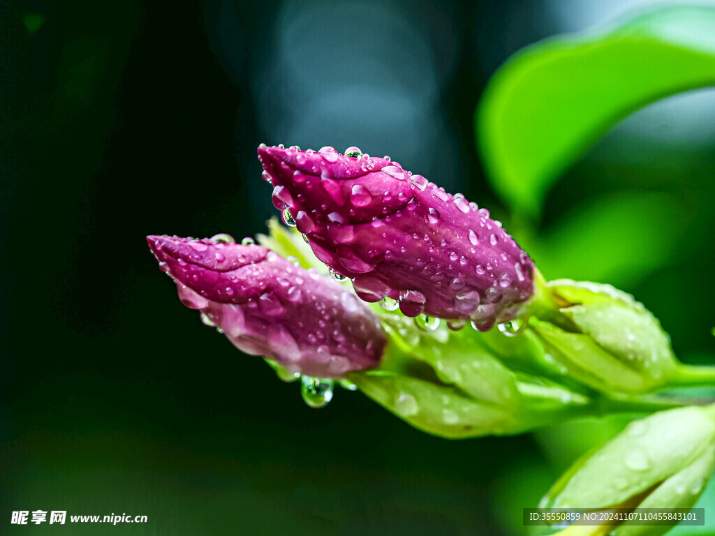 雨后的凌霄花花蕾