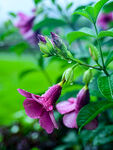 雨后的紫色凌霄花在绿叶丛中绽放