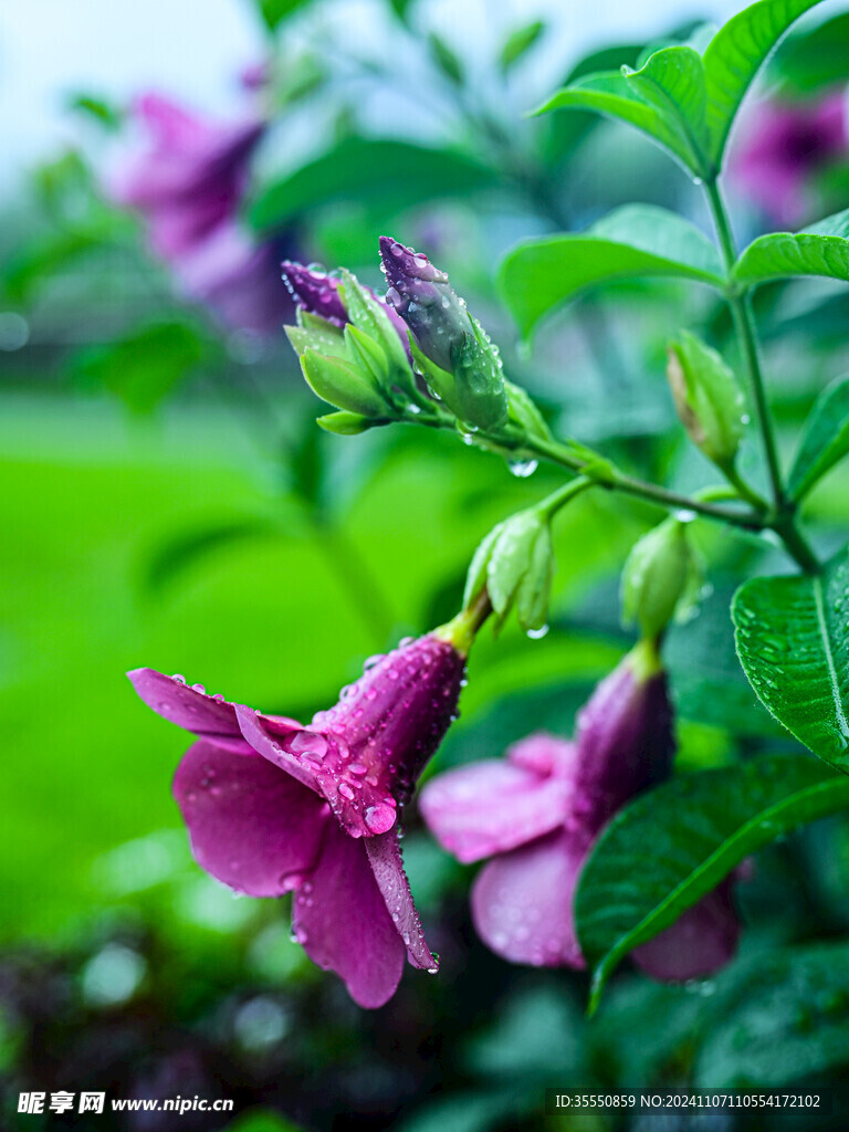 雨后的紫色凌霄花在绿叶丛中绽放