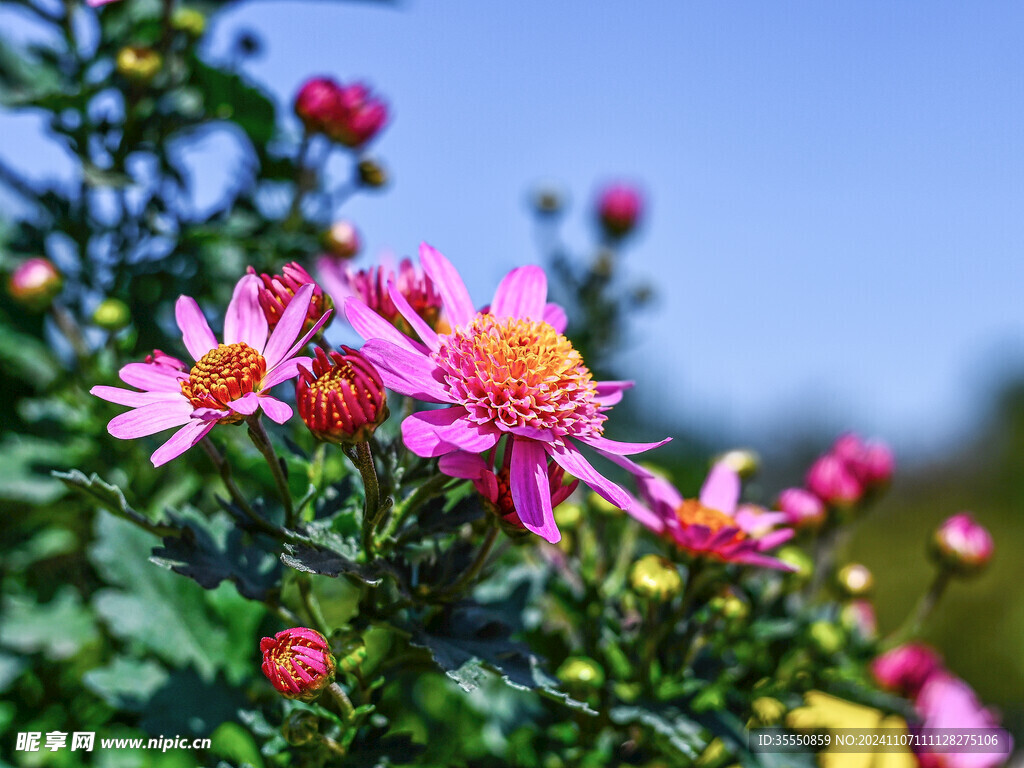 阳光下粉红菊花盛放