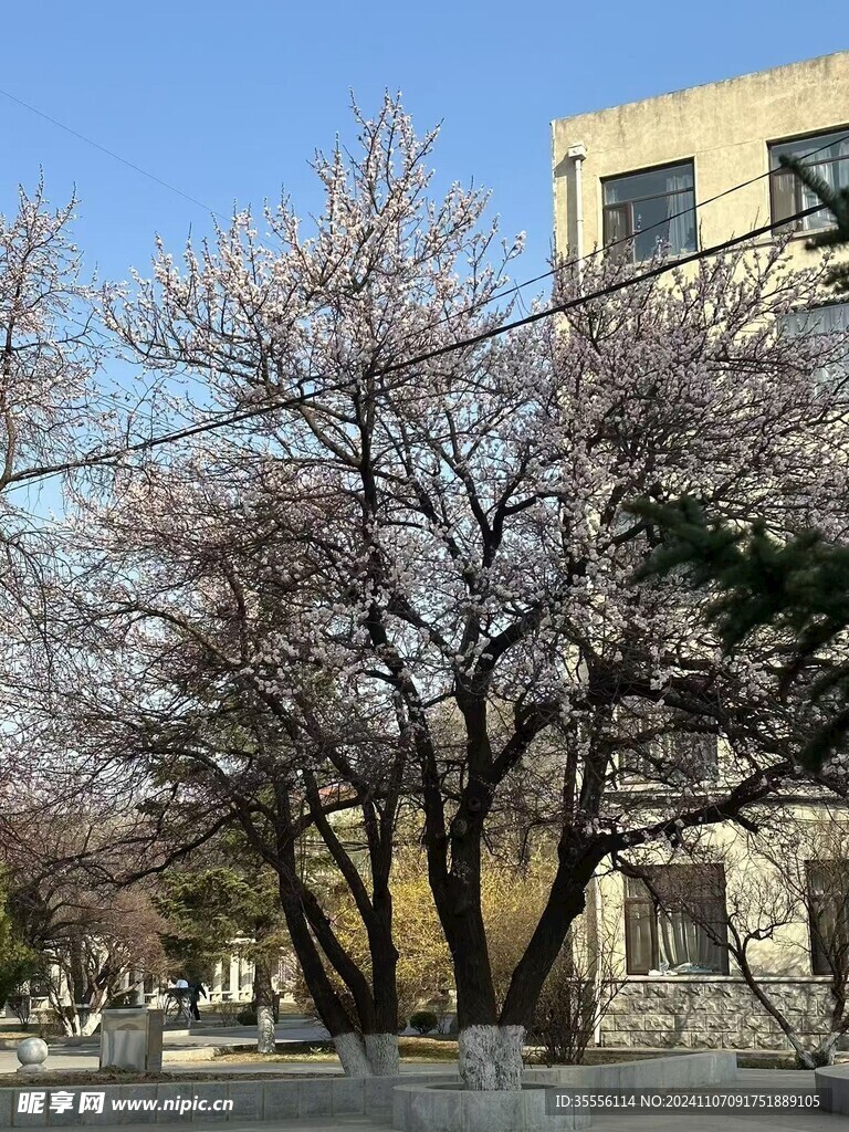 桃树