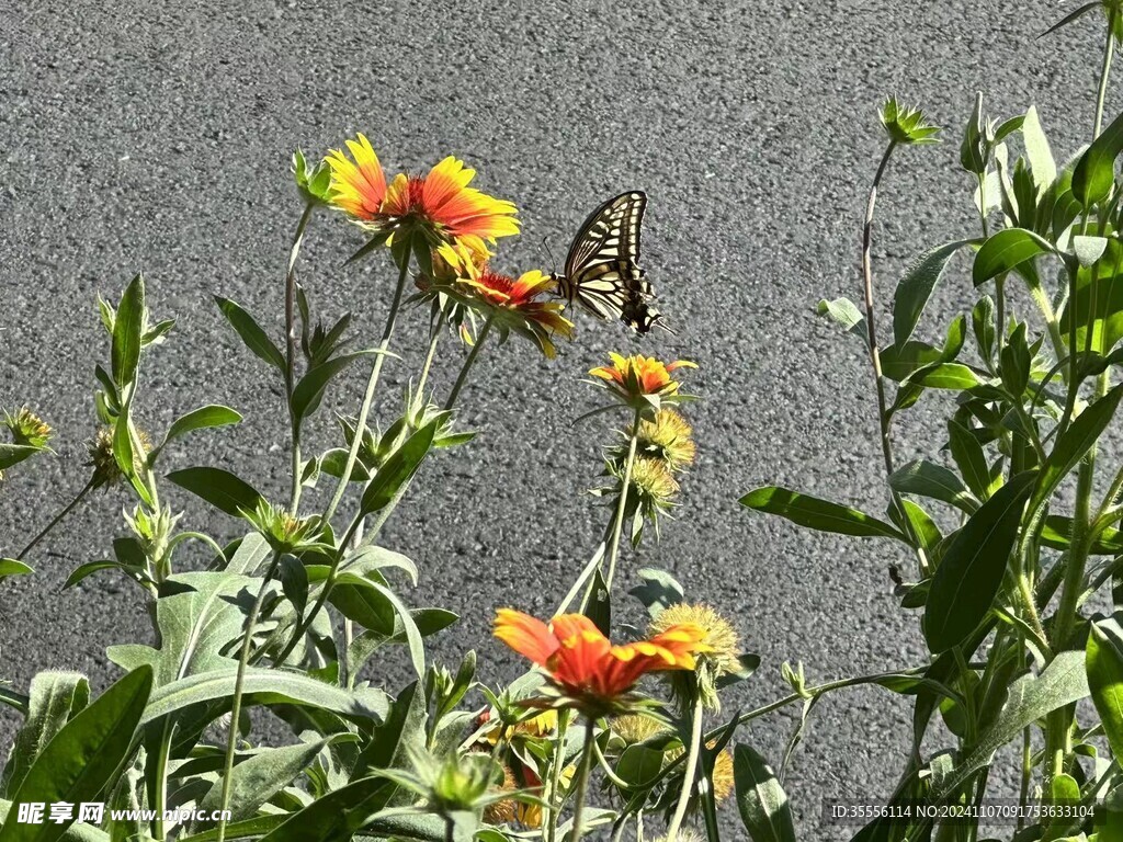 花