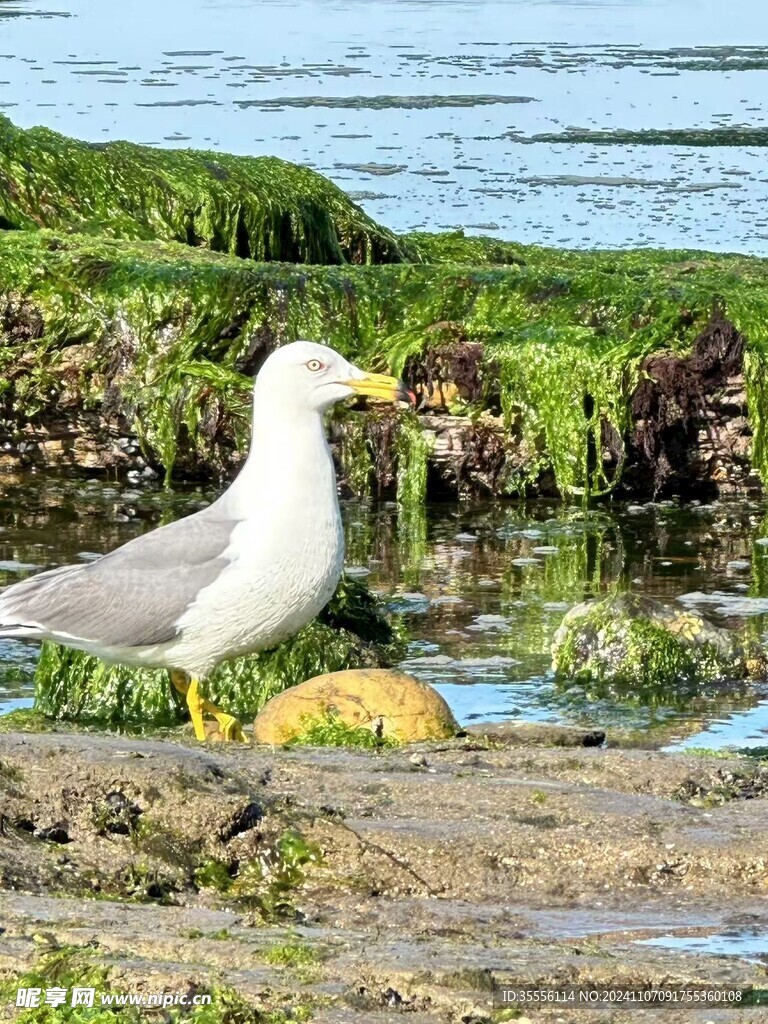 海鸥