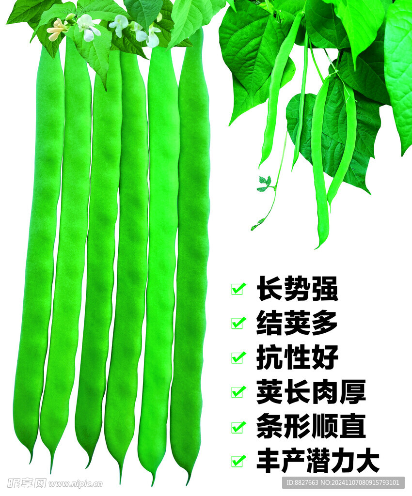 绿扁豆 绿芸豆 