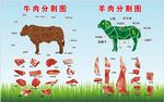 牛羊肉分割图