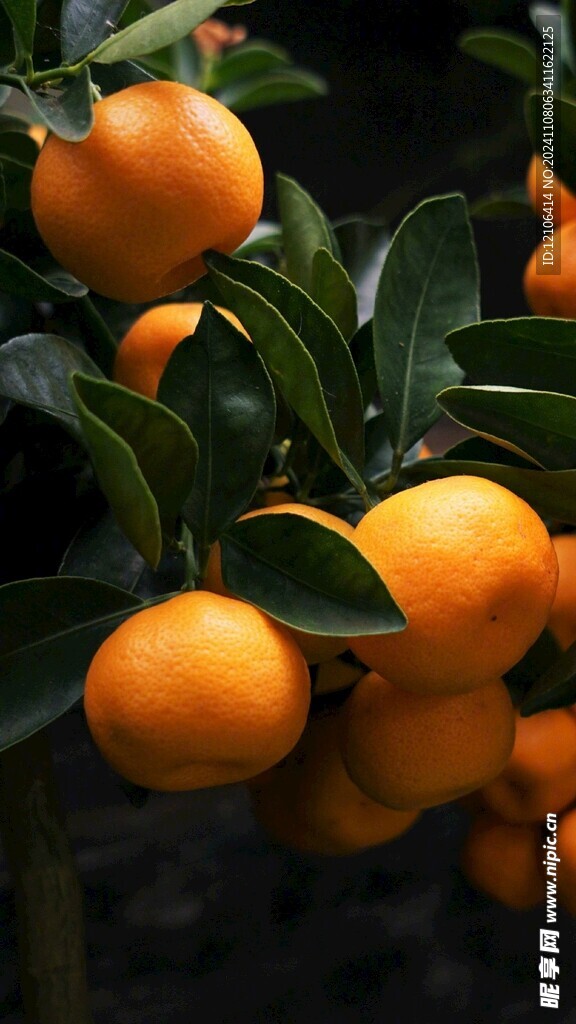 橘子