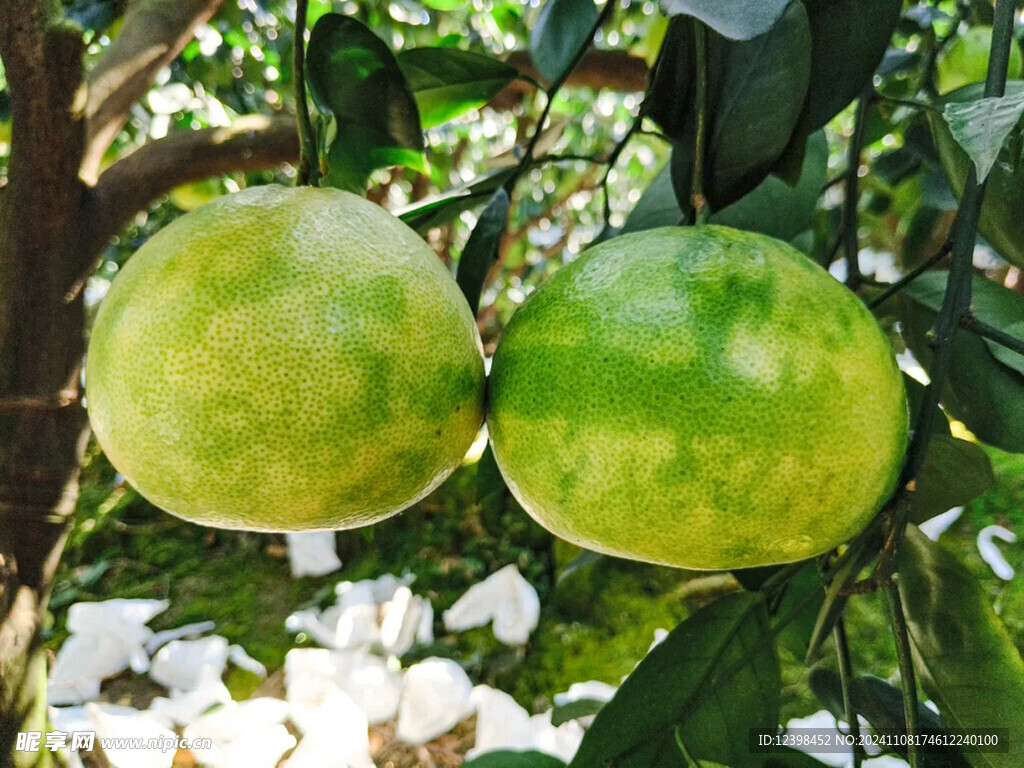 柑橘