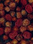 玫瑰花