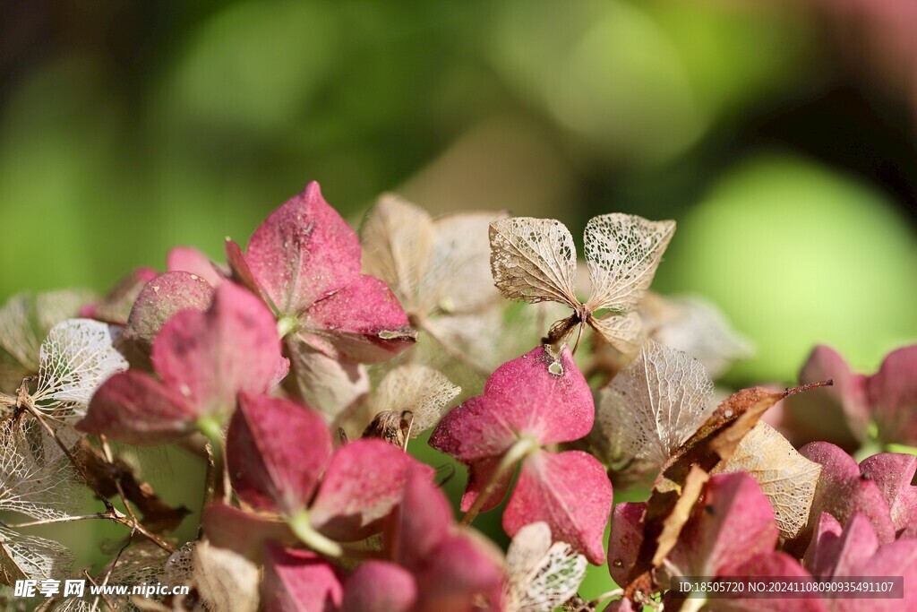 绣球花